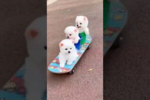 Cute Dog | Cute Puppies #shorts #ShortsOXTV #Cutedog