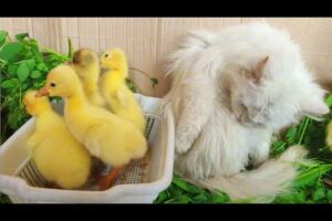 Cute Duckling and White Cat playing Together | Funny Animals