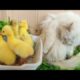 Cute Duckling and White Cat playing Together | Funny Animals