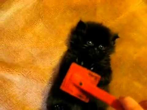 Cute Kitten Brushing