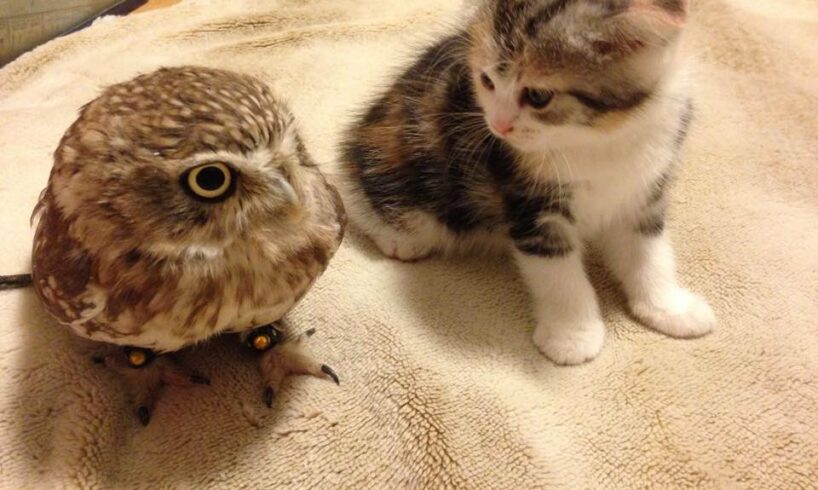 Cute Kitten Plays With Small Owl Bird