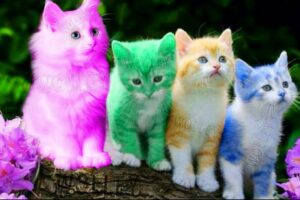 Cute Kitten Video For Kids