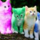 Cute Kitten Video For Kids