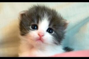 Cute Kittens And Funny Kitten Videos Compilation 2016