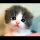 Cute Kittens And Funny Kitten Videos Compilation 2016