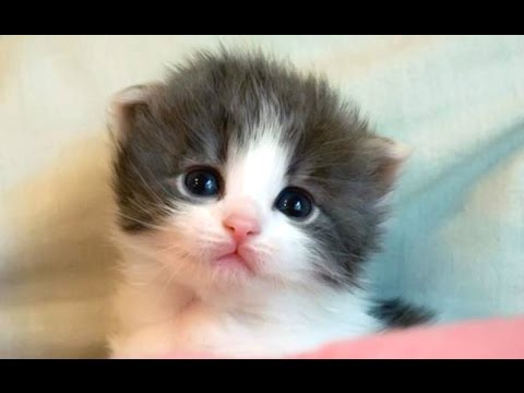 Cute Kittens And Funny Kitten Videos Compilation 2016