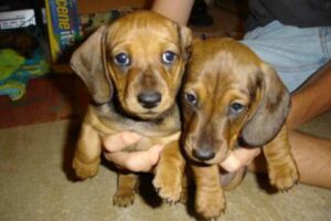 Cute Puppies - 4 Week Old Dachsunds!