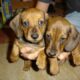 Cute Puppies - 4 Week Old Dachsunds!