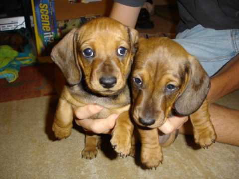 Cute Puppies - 4 Week Old Dachsunds!