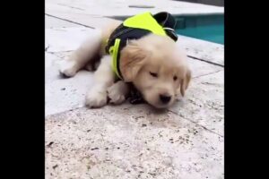 Cute Puppies Acting  Amazing