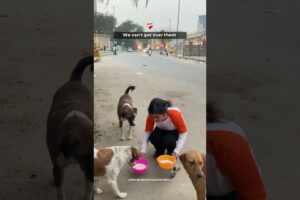 Cute Puppies | Cute Dogs Playing | Feeding Street Dogs #straydogs #shorts #trending