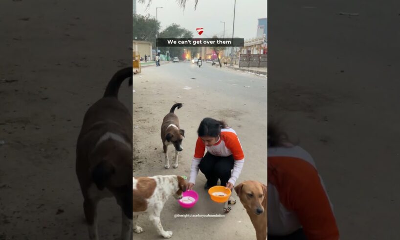 Cute Puppies | Cute Dogs Playing | Feeding Street Dogs #straydogs #shorts #trending