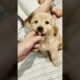 Cute Puppies Funny moment #cute #puppies