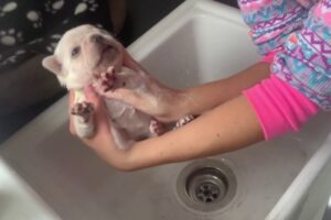 Cute Puppies | How to wash a Puppy | French bulldog puppy