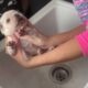 Cute Puppies | How to wash a Puppy | French bulldog puppy