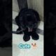 Cute Puppies | Pet Dog German #germandog #cutepuppy #cutepuppiesdoingfunnythings #cutepuppies #dog