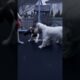Cute Puppies Playing On A Trampoline| Ember The English Springer Spaniel #shorts