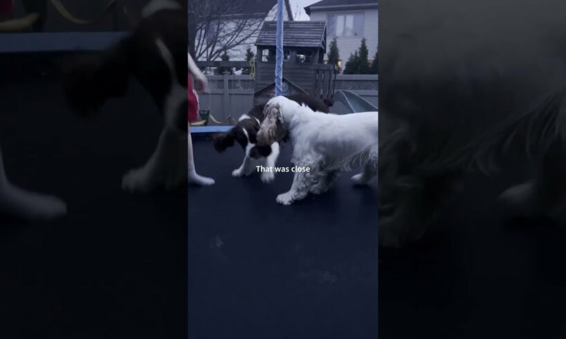 Cute Puppies Playing On A Trampoline| Ember The English Springer Spaniel #shorts