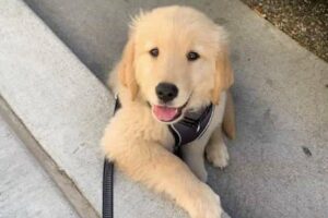 Cute Puppies Videos That You Just Can't Miss