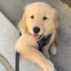 Cute Puppies Videos That You Just Can't Miss