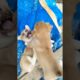 Cute Puppies fighting together #dog fighting #puppies fight #angry puppies