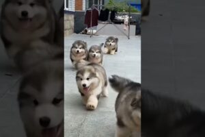 Cute Puppies 🥰♥️ super funny Alaskan malamute dogs ♥️