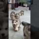 Cute Puppies 🥰♥️ super funny Alaskan malamute dogs ♥️