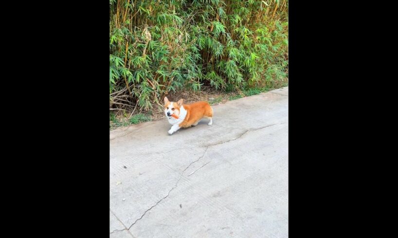 Cute Puppies 🥰♥ super funny Corgi ♥ #shorts #2024