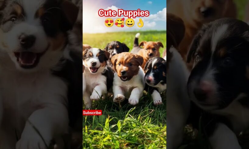 Cute Puppies 😍🤩👌❤️#youtubeshorts #subscribe 👌😍🥰😀