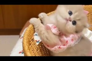 Cute and funny panda| cute animals playing| #cat #panda #cute #babykitten  #funnyanimalsmoment 