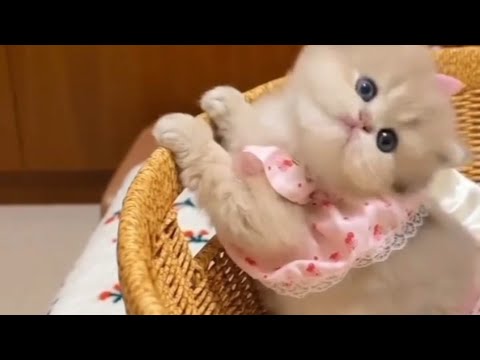 Cute and funny panda| cute animals playing| #cat #panda #cute #babykitten  #funnyanimalsmoment 