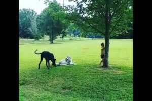 Cute dog video 🐕 || Dogs playing || Husky 🐶 🐕