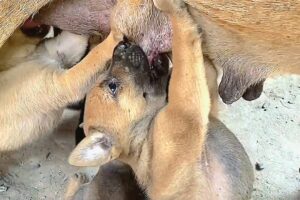 🐶🐶Cute puppies Baby tremble with breastfeeding🥰🥰 #puppy #puppies #puppyplaytime #doglover  #dog