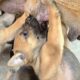 🐶🐶Cute puppies Baby tremble with breastfeeding🥰🥰 #puppy #puppies #puppyplaytime #doglover  #dog