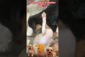 Cute puppies &Mother Dog