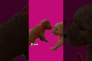 Cute puppies - Pink screen #cute #dog #pets #pink