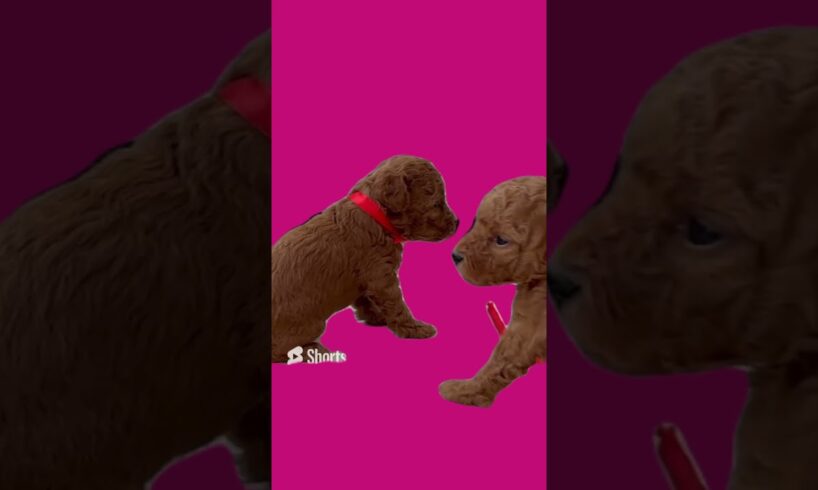 Cute puppies - Pink screen #cute #dog #pets #pink
