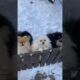 Cute puppies | Relaxing voices. #cute #puppies #cutepuppies #satisfying #viral #1M #1Mlikes #relax