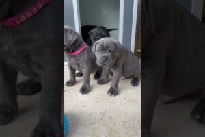 Cute puppies     #corso #dogbreed #dog #canecorsolovers #canecorso #puppy #mastiff