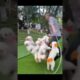 Cute  puppies #cute #viral #youtubeshorts #dog #puppy