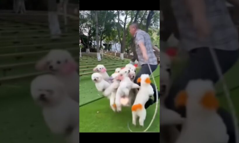 Cute puppies #cute #viral #youtubeshorts #dog #puppy