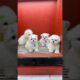 Cute puppies #cutepet #puppylovers #puppydog #shortsvideo