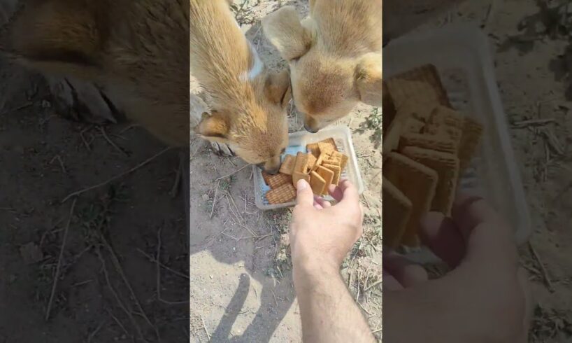 Cute puppies morning breakfast #shorts #puppy #dogsound #sound #breakfast #streetdog #streetpuppies