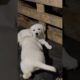 Cute puppies❤️😍#4kviral #dog #straydoglove #goldenretriever #straydogslife #puppy #cute #labrador