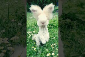 Cute rabbit playing videos #animals #歌ってみた #vtuber #shorts