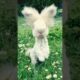 Cute rabbit playing videos #animals #歌ってみた #vtuber #shorts