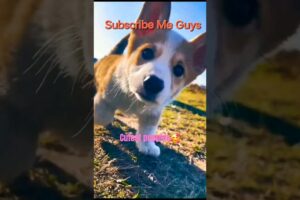 Cutest Puppies 🥰 || Dogs Lovers|| #shots #song #music #love #reels #animals @msb.vlogsofficial