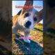 Cutest Puppies 🥰 || Dogs Lovers|| #shots #song #music #love #reels #animals @msb.vlogsofficial
