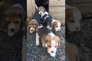 Cutest Puppies in YouTube 🥰😍 #shorts #puppy #4kviral