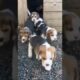 Cutest Puppies in YouTube 🥰😍 #shorts #puppy #4kviral